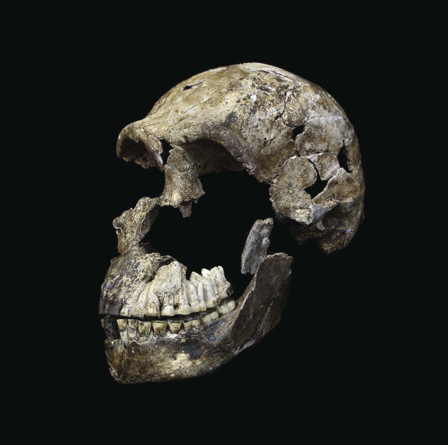 Lõuna-Aafrikaste leitud Homo naledi osaline kolp