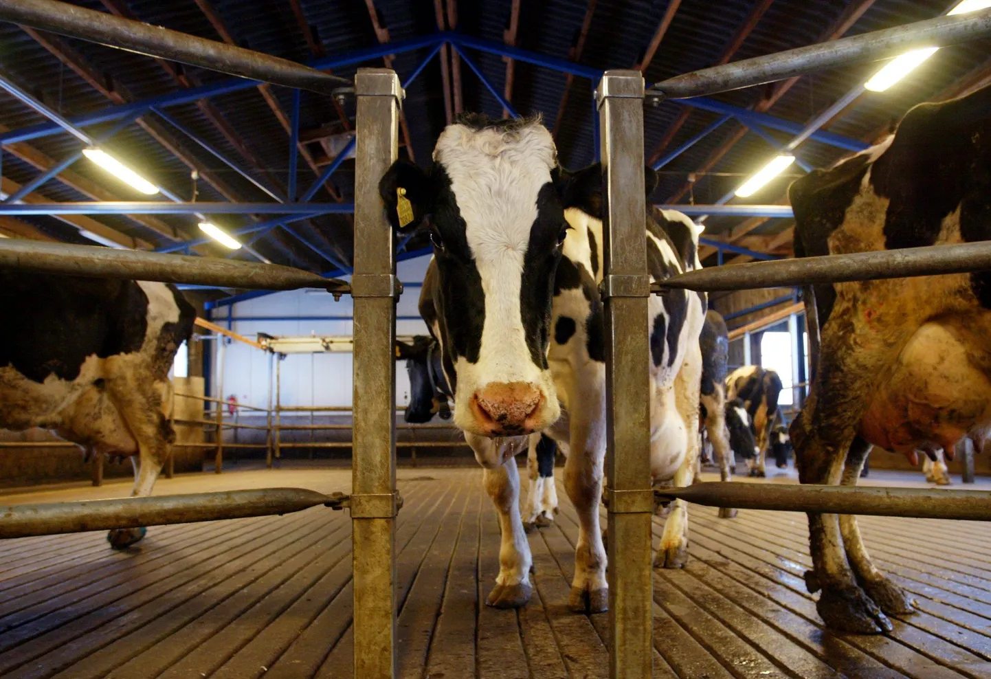 Planeeritavas biogaasitehases hakatakse tootma sõnnikust valminud biogaasist aastas 6,9 miljonit kilovatttundi elektri- ja 10,3 miljonit kilovatttundi soojusenergiat.