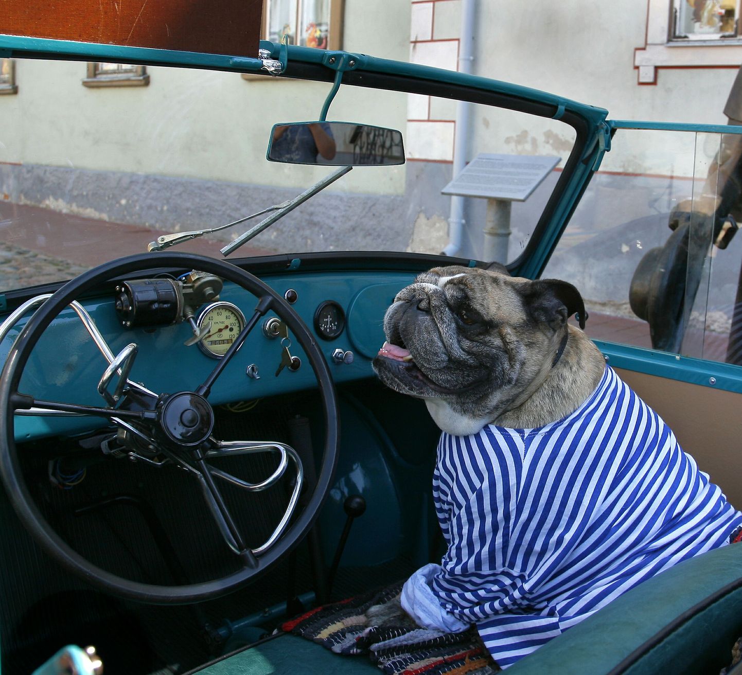 Buldog Bonny naudib autosõitu juhi kõrval.