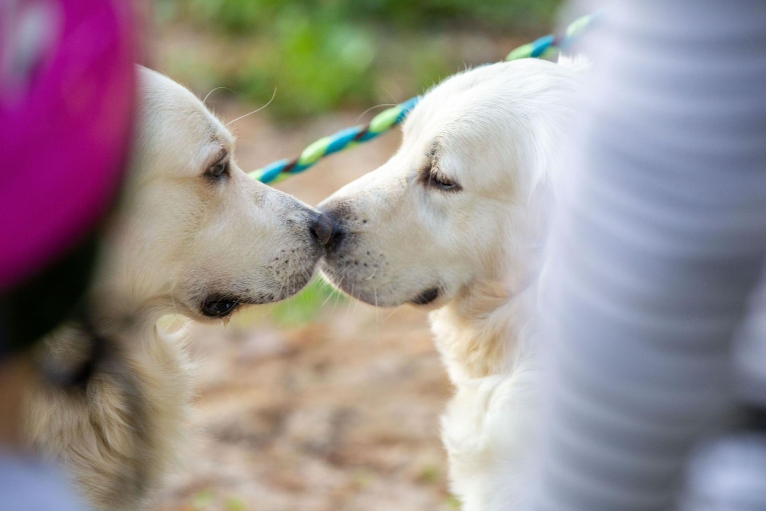 Suhtlemine liigikaaslastega on koertele vaimse tervise seisukohalt äärmiselt tähtis.