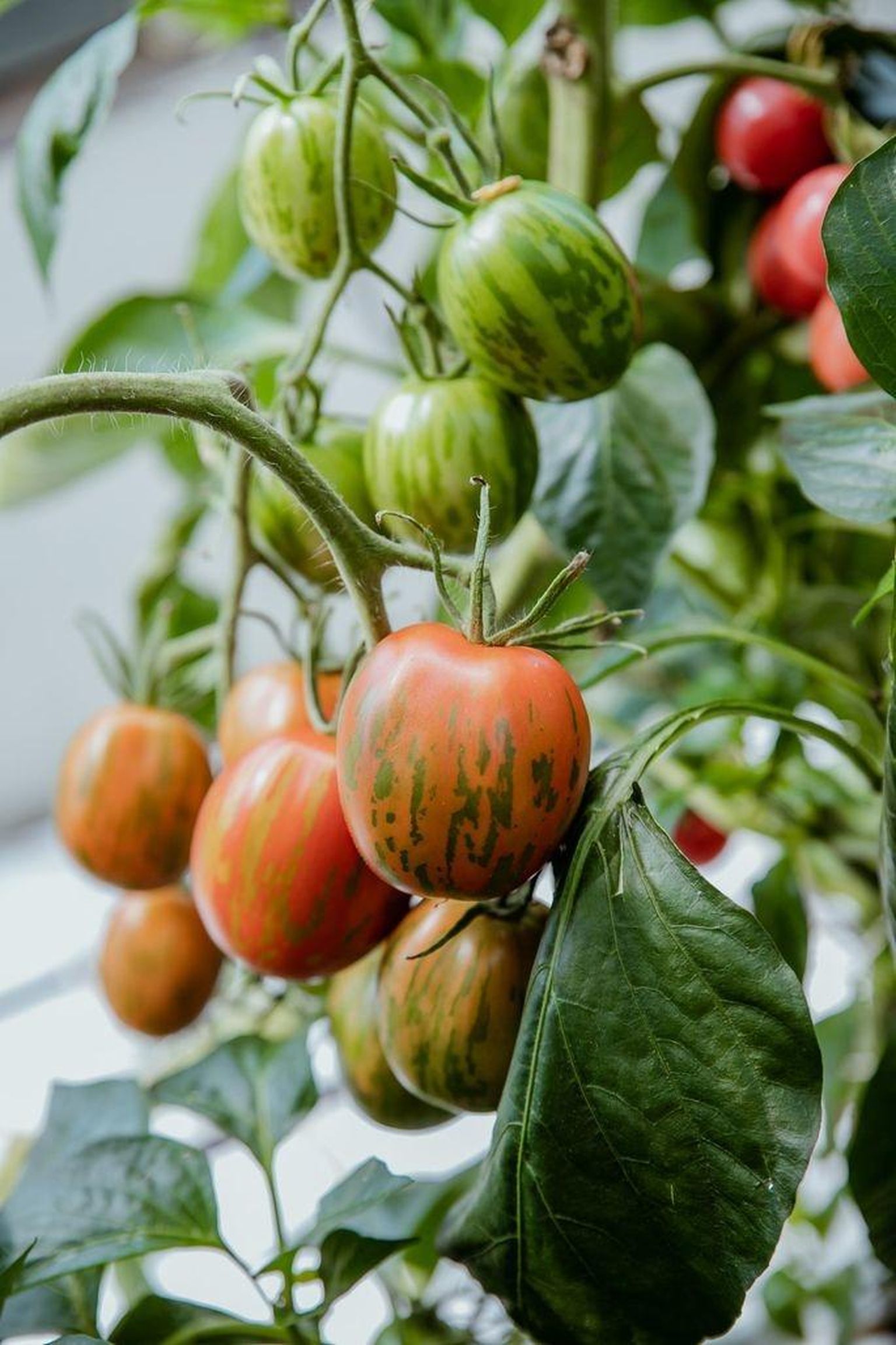 Triibulise ‘Pashalnoje jaitso’ seemned on tomatisõprade seas praegu väga hinnas.