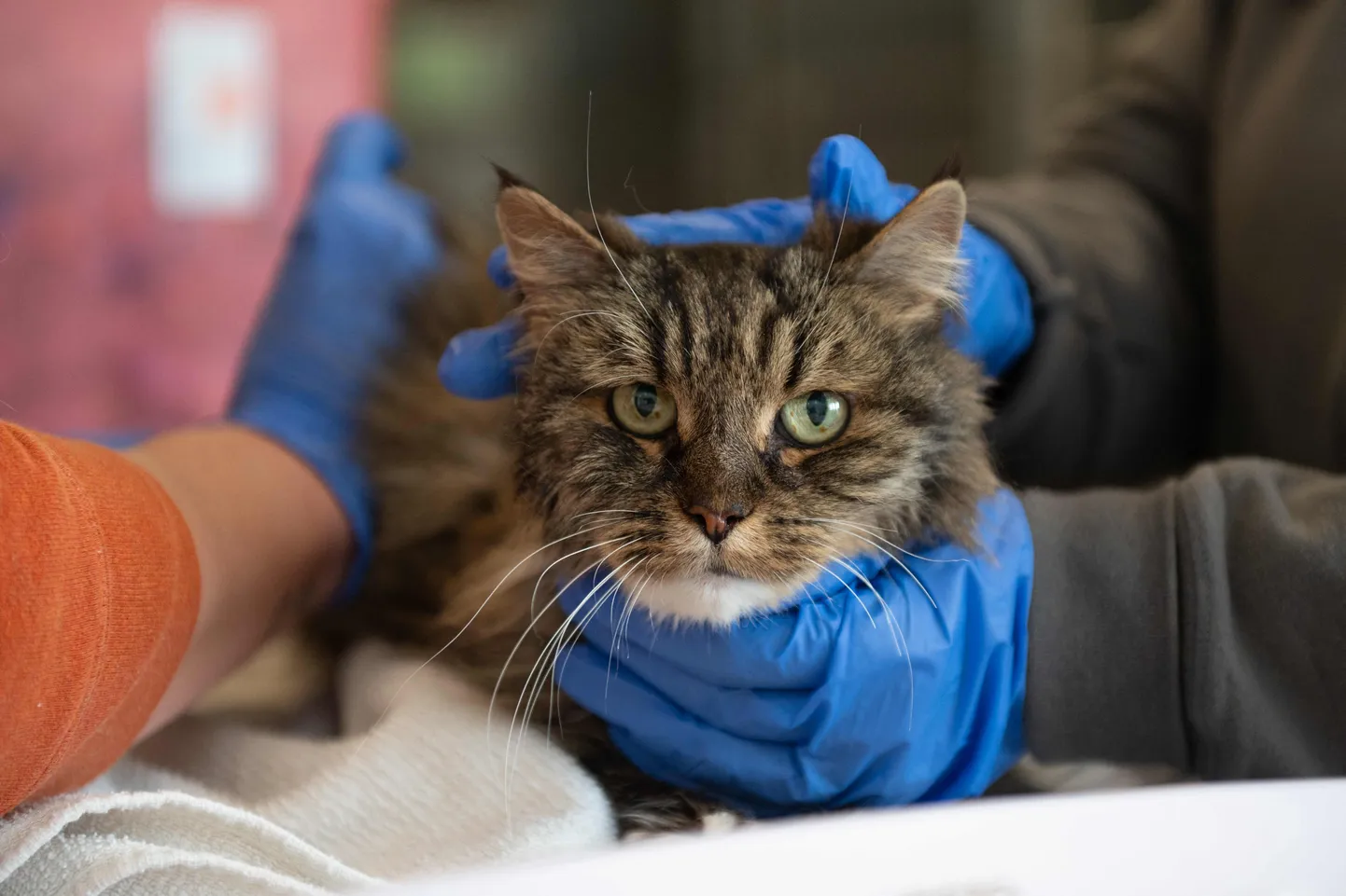 Kass Mirage, kes elas üle 115 meetri kõrguselt kukkumise, Utah' osariigis Kanabis asuvas Best Friends Animal Society Sanctuary kliinikus 30. aprillil 2025. aastal.