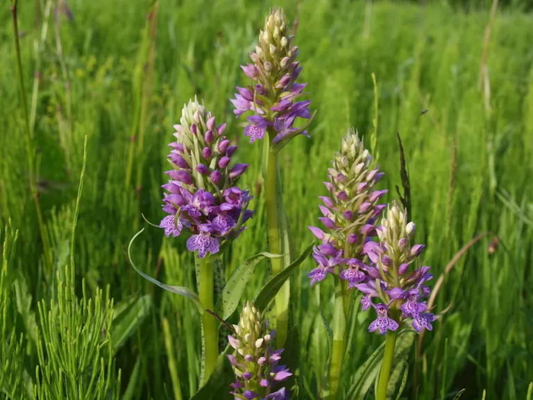 Baltijas dzegužpirkstīte (Dactylorhiza baltica).