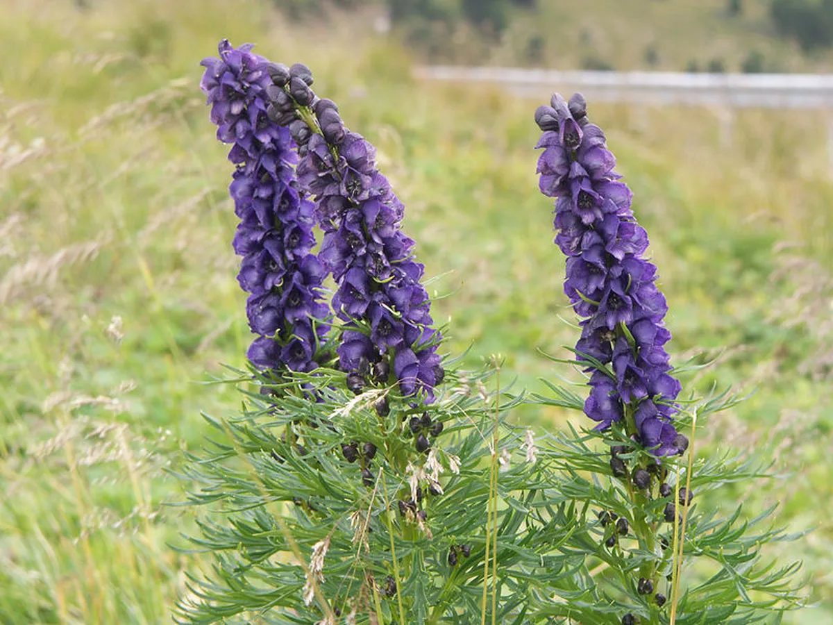 Sinine käoking (Aconitum napellus).