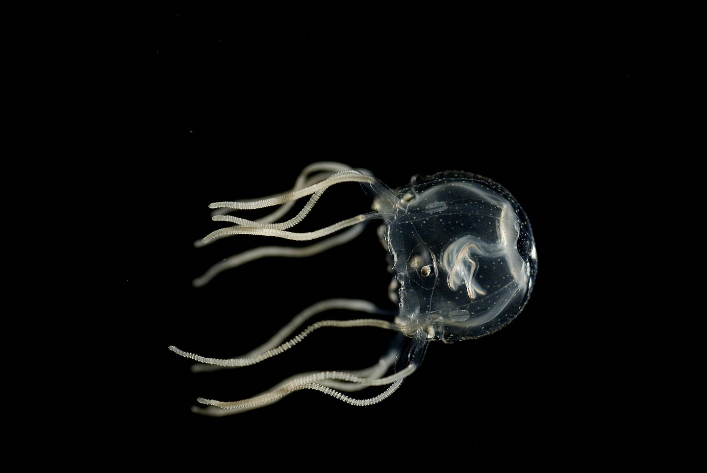 Tripedalia cystophora on üllatavate oskustega meduus