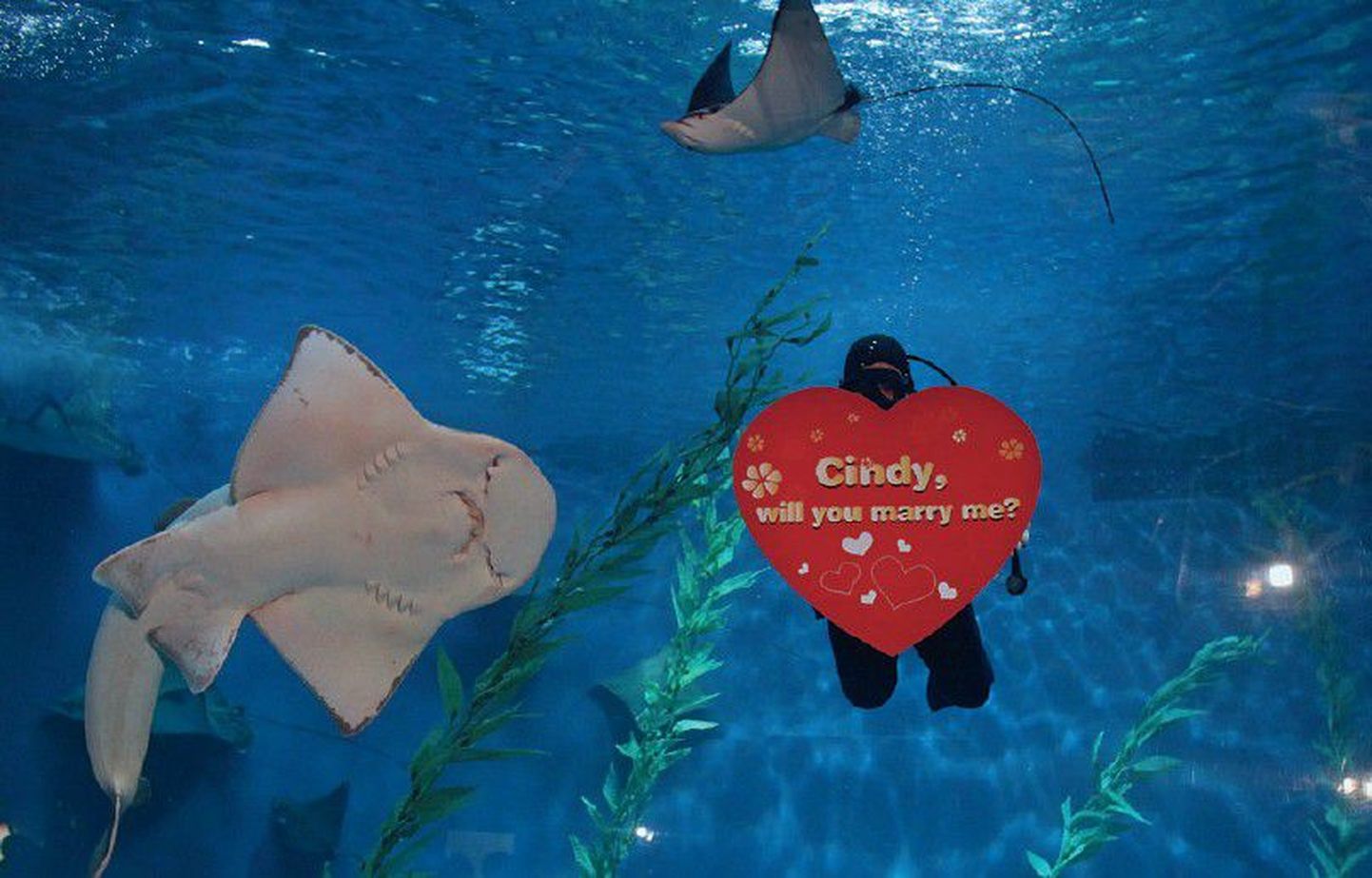 С помощью дайвера в Шанхайском аквариуме влюбленный мужчина сделал своей девушке предложение в День св. Валентина.