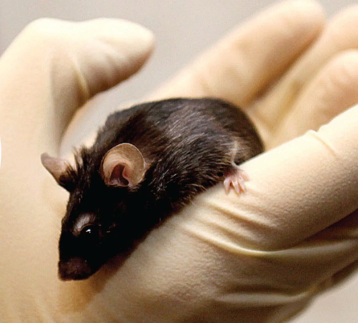 Mustakarvaline hiir liininimega C57 ei tunne peptiidretseptori puudumise tõttu valu. Tema uurimine aitab teadlastel valu paremini mõista ning otsida kroonilise valu ravi võimalusi.