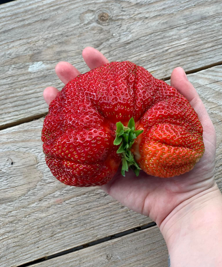 175 grammi kaaluv maasikas Madise talu põllult.