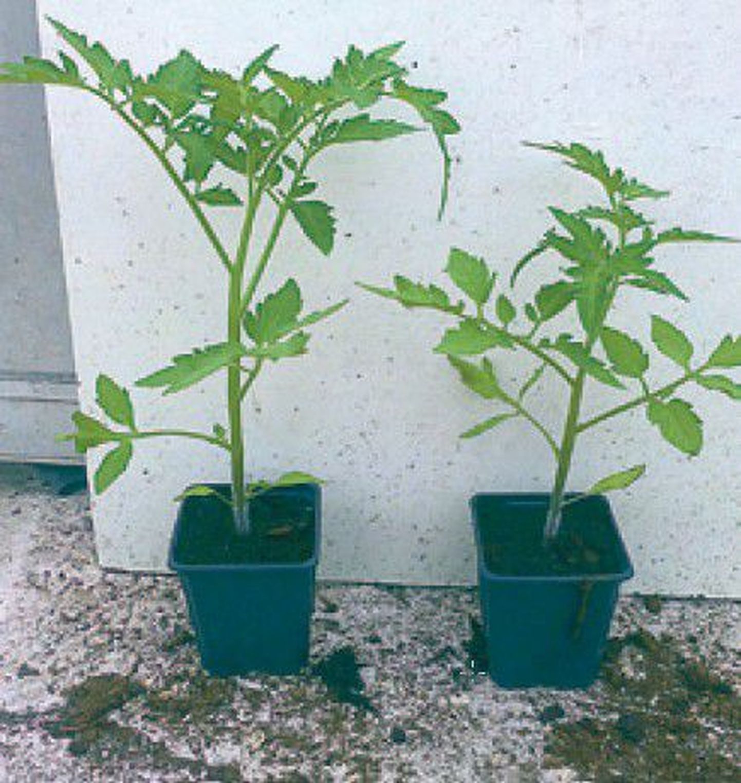 Ränihappega pritsitud 
tomatiistik on paremal, vasakul taim kontrollvariandist ehk n-ö neutraalne taim, mida ei olnud pritsitud ränihappega. 
Parempoolne taim, millele pihustati ränihapet, näeb suurepärane välja.