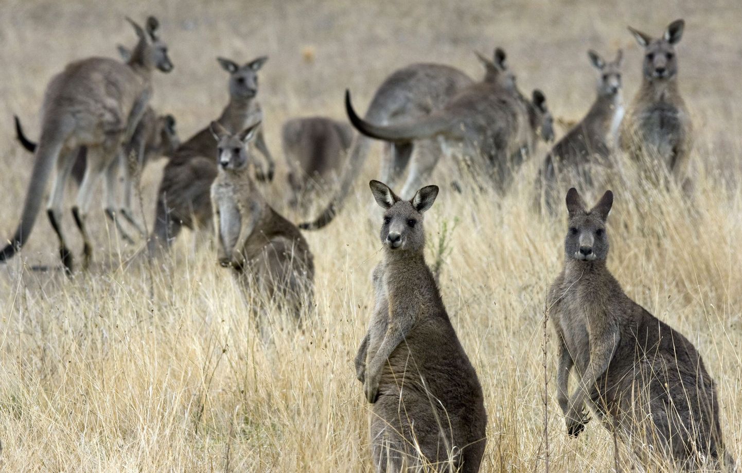 Canberras hakatakse kängurute ridu harvendama