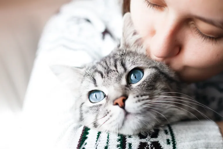 Кошка. Фото иллюстративное.
