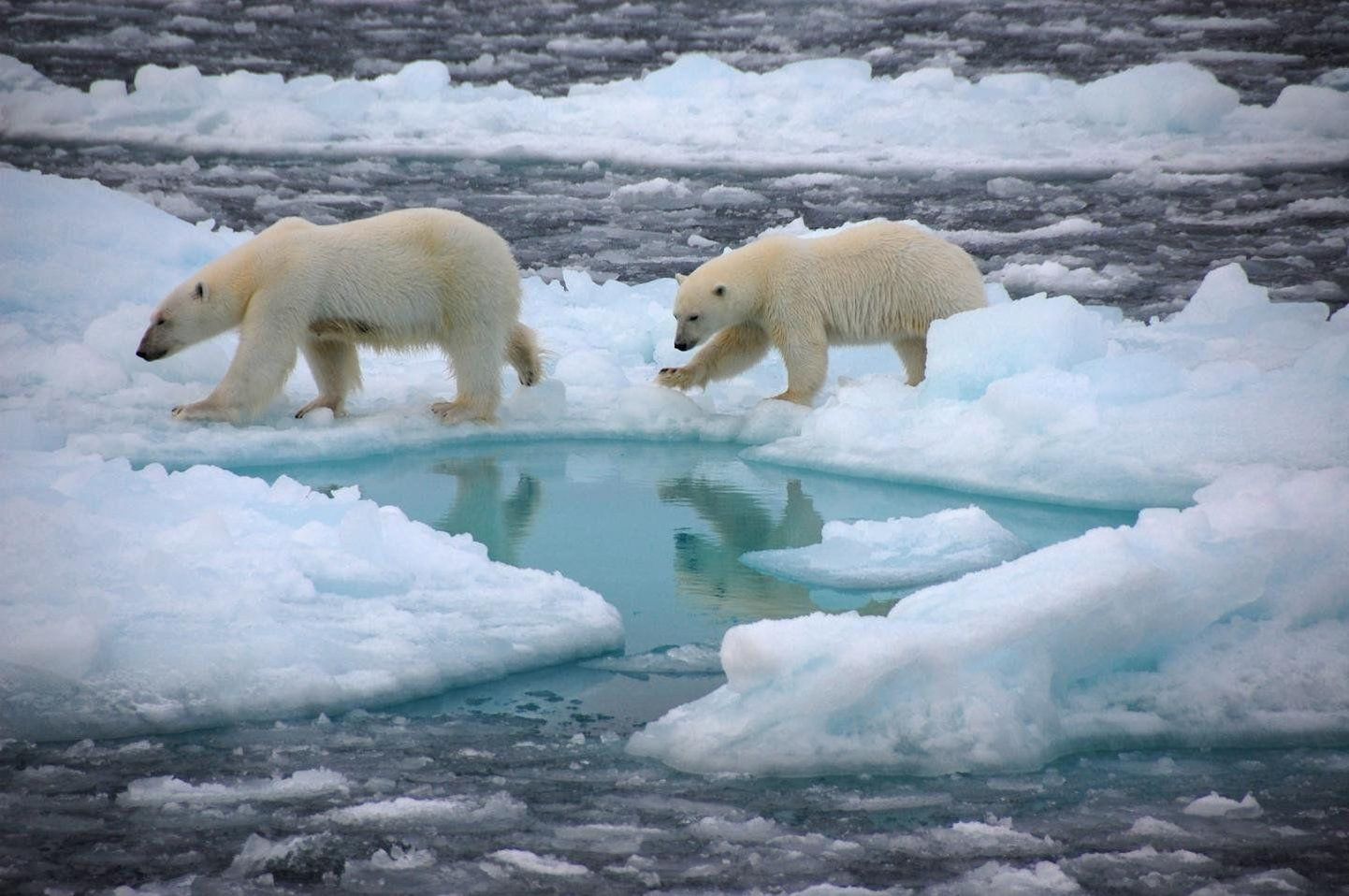 Arktika merejää peaks juba lähinädalatel saavutama oma selle aasta miinimumi.