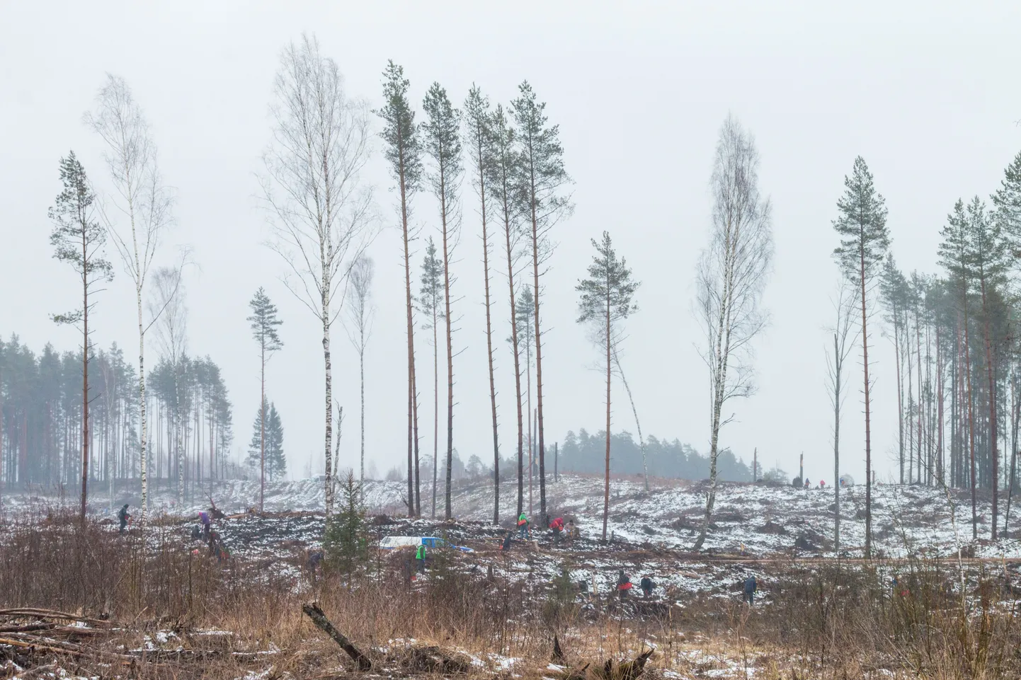 Puude istutamisega ei ole realistlikult võimalik inimkonna poolt atmosfääri paisatud süsihappegaasi õhust eemaldada, hoiatavad saksa teadlased.