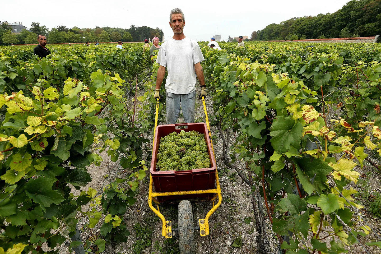 Saagikoristus šampanjatootjale Pommery-Vranken kuuluvas istanduses paar suve tagasi. Tänavu tõotab tulla erakordselt hea viinamarja-aasta, kuid vähese nõudluse tõttu villitakse pudelisse ehk isegi vähem kui pool saagist.
