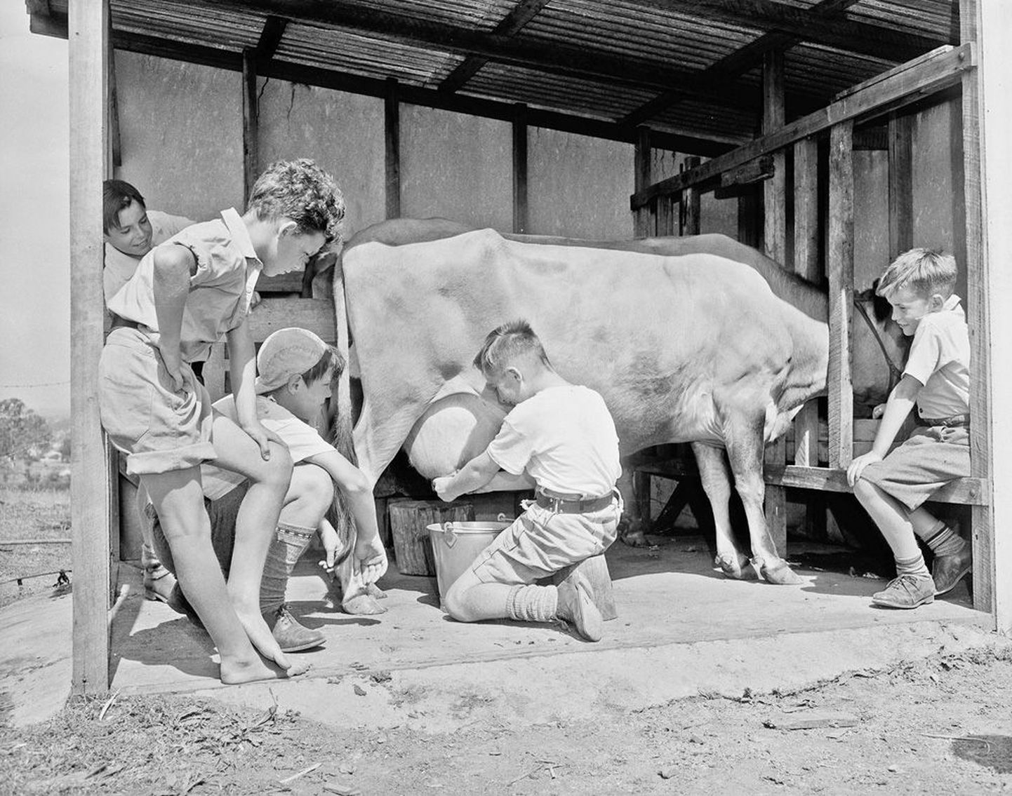 Sellel 1953. aastast pärineval fotol lüpsavad Suurbritanniast Austraaliasse viidud orvud Sydney lähedal Parramattas lehma. Lastekodudes koheldi jõhkralt ja sunniti tegema lihttöid tuhandeid lapsi.