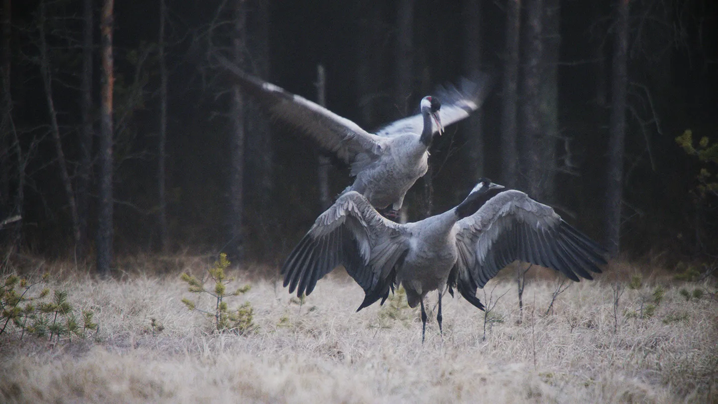 Sookured – kaader juubeliaasta puhul valminud dokumentaalfilmist "Tuulte tahutud maa".