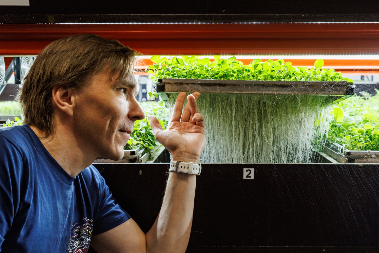 Viimsis asuva Rohefarmi tegevjuht Janno Roodi näitab hookuspookust, kuidas vertikaalfarmis taimed kasvavad: juured on lihtsalt õhus ja saavad piserdatud vajalike ainetega. Mulda pole vaja, vee sees ligunema ei pea.