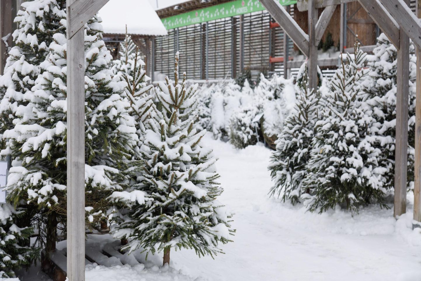 Jõulupuuks sobivad okaspuud Hortese aianduskeskuses.