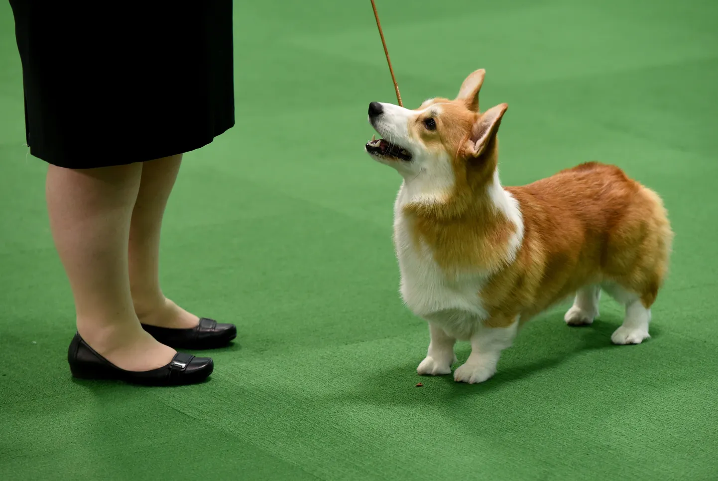 Corgi.