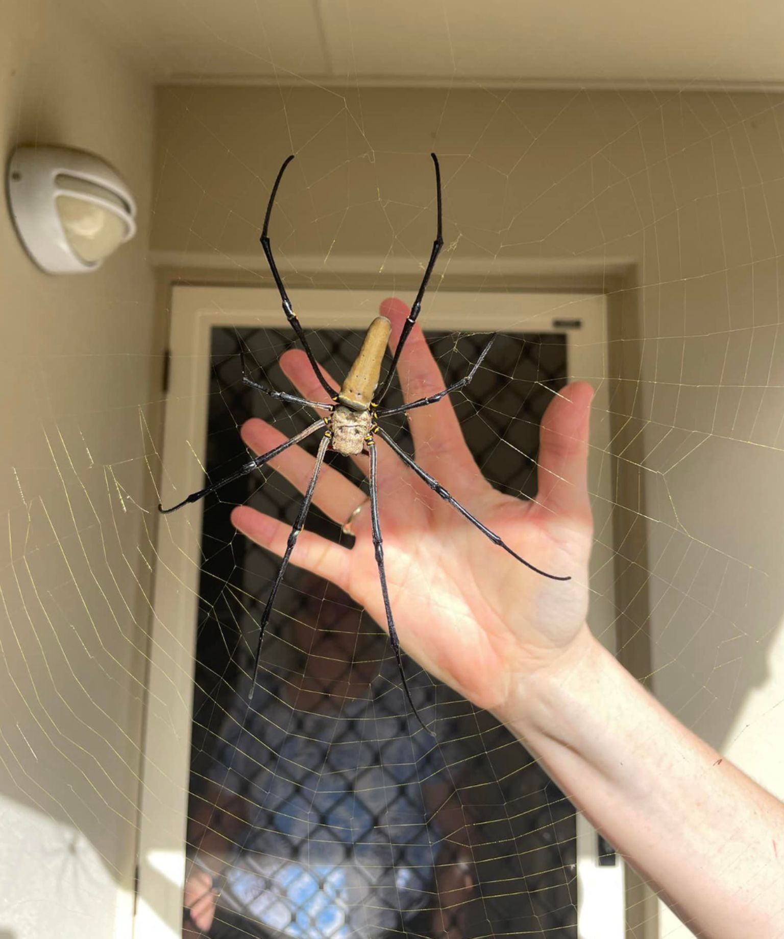 Naine võrdles ämblikku oma käega, et demonstreerida tema suurust.