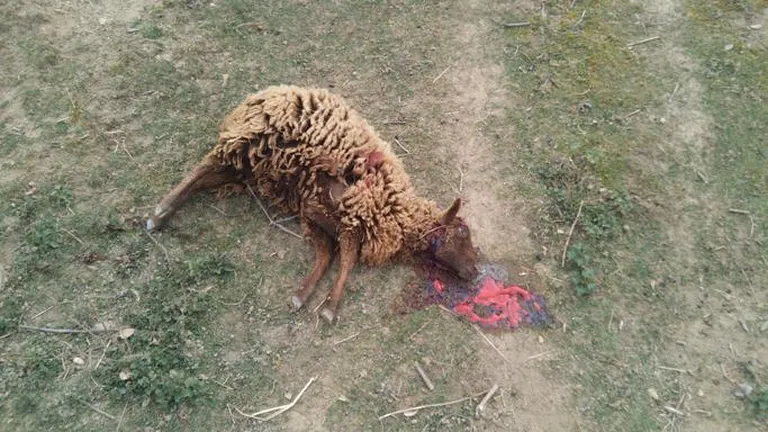 Нападение волков на домашних животных стало для многих европейских фермеров серьезной проблемой