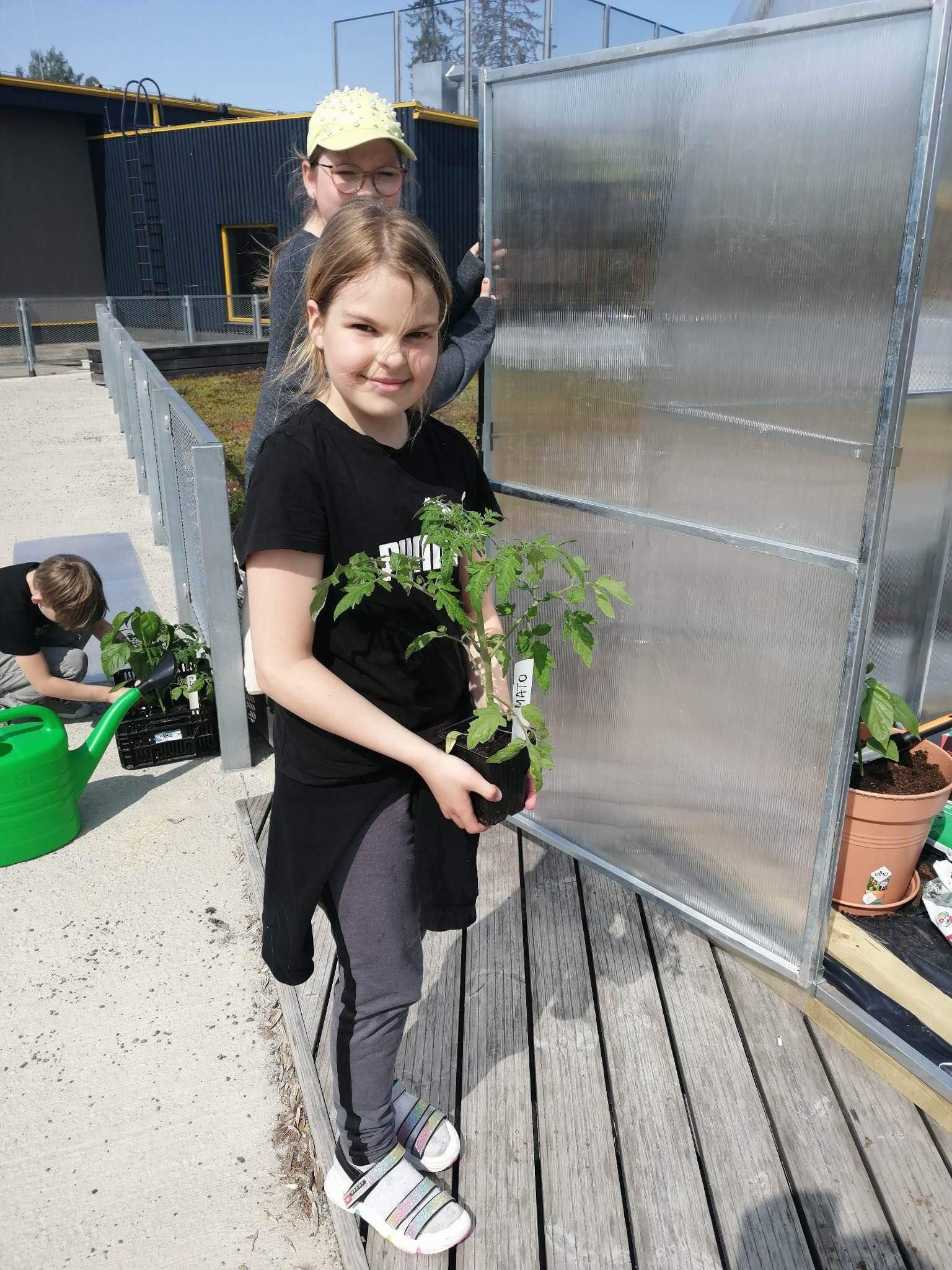 Õpilased panid katusel asuvasse kasvuhoonesse kasvama tomateid, paprikaid ja füüsaleid.