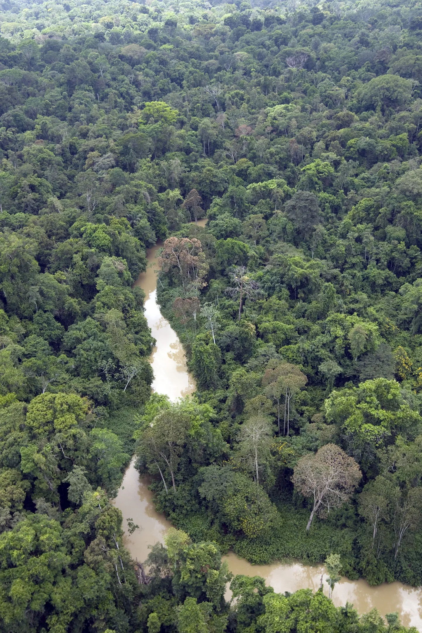 Natsidel oli plaanis Amazonase džunglisse koloonia rajada