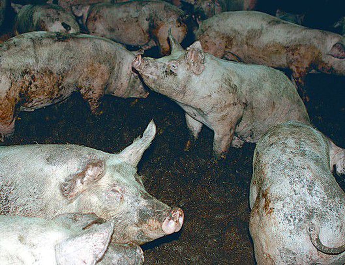 Кадры, сделанные скрытой камерой защитниками животных на свинофермах.
