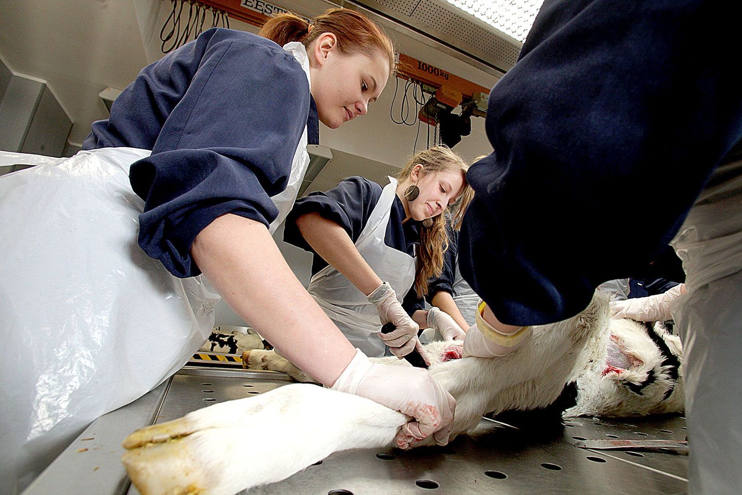 Veterinaariatudeng Liis Uusaeda (vasakul) varjutanud gümnaasiumiõpilane Mirell Kurgi (keskel) sai loomaarstitööle tudengivarjunädalal ka ise käed külge panna. Lahanguõpetuse praktikumis lõigati lahti vasikas.