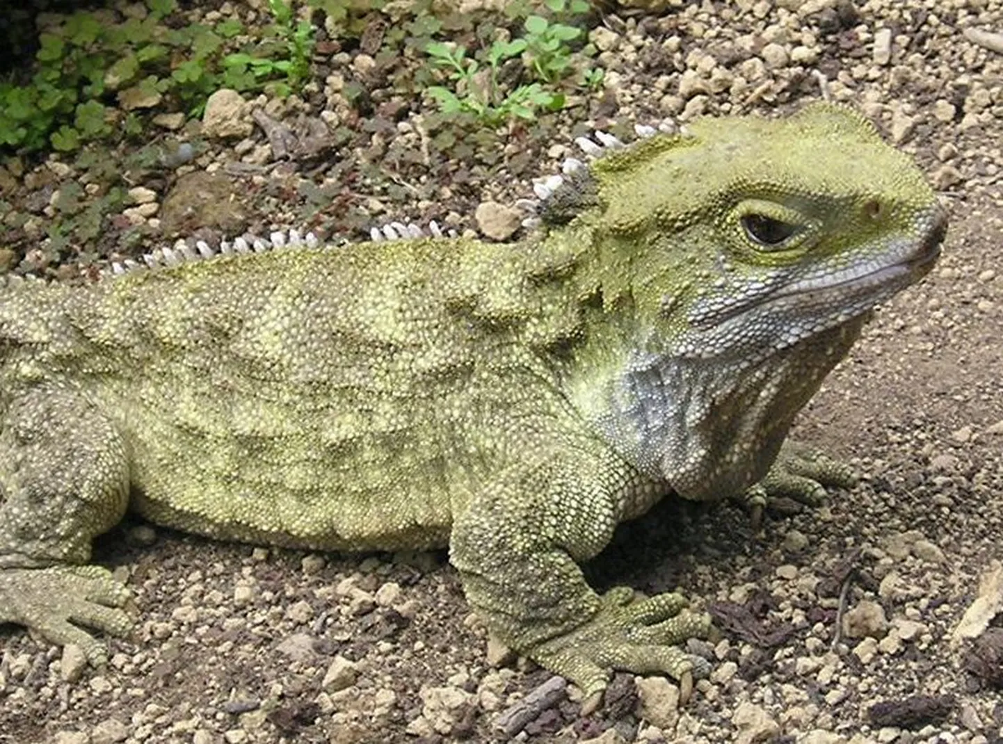 Tuatara Henry