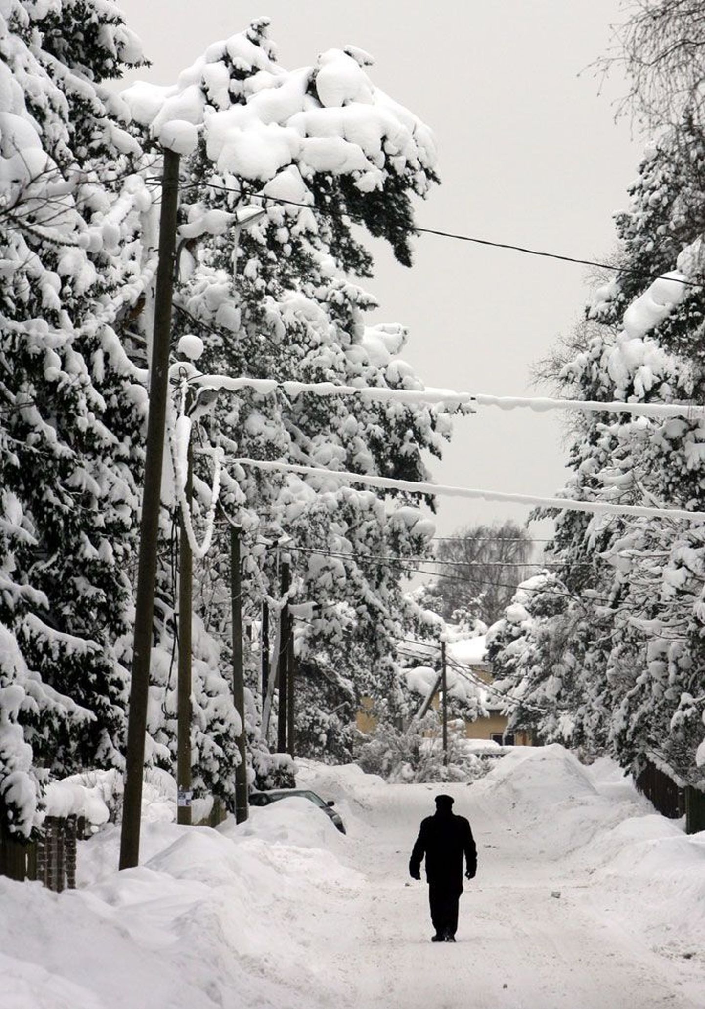Eile päeval oli see väike tänav Tallinnas Nõmmel sõidukite ja jalakäijate liikumiseks kenasti puhtaks lükatud, ent puid ja elektriliine polnud keegi veel lumest raputama asunud.