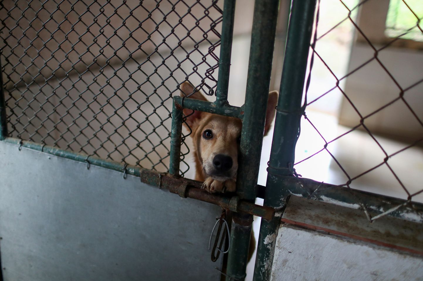 Üks koertest, kes Rio de Janeiros tegutsevas varjupaigas uut omanikku ootab.