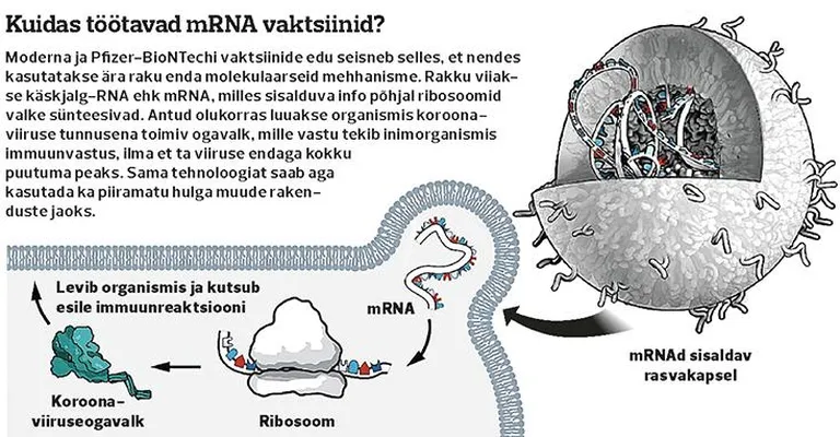 mRNA vaktsiinid.