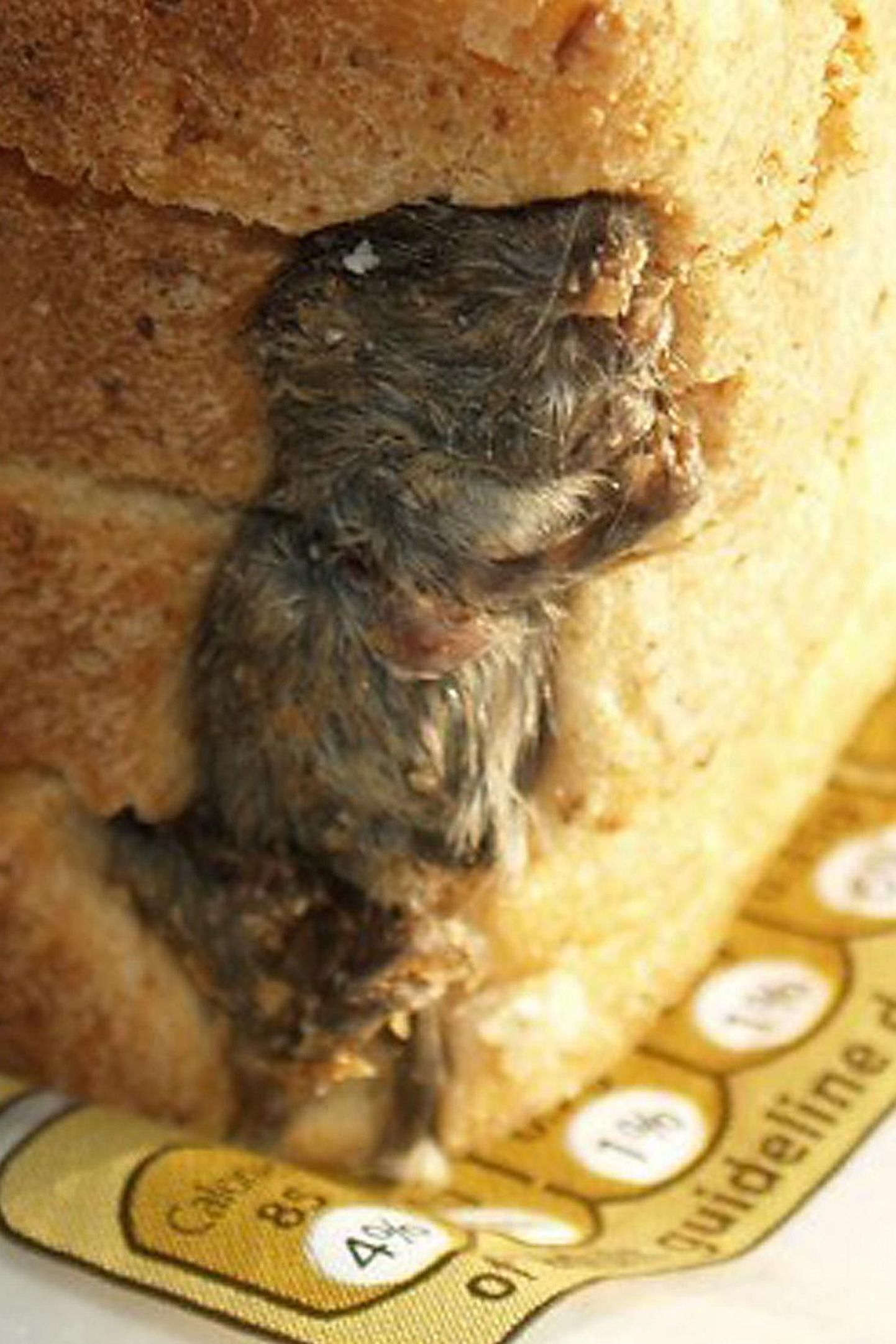 Surnud hiir leivapakis
