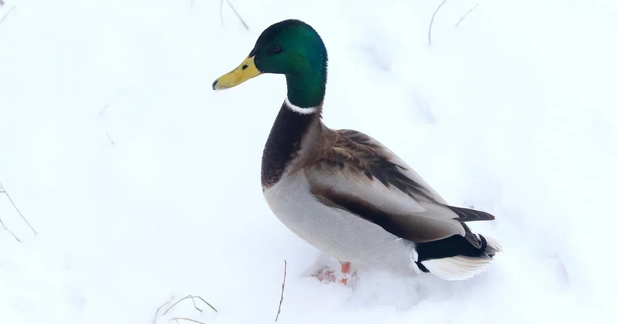 sinikael-part - Postimees: Värsked uudised Eestist ja välismaalt