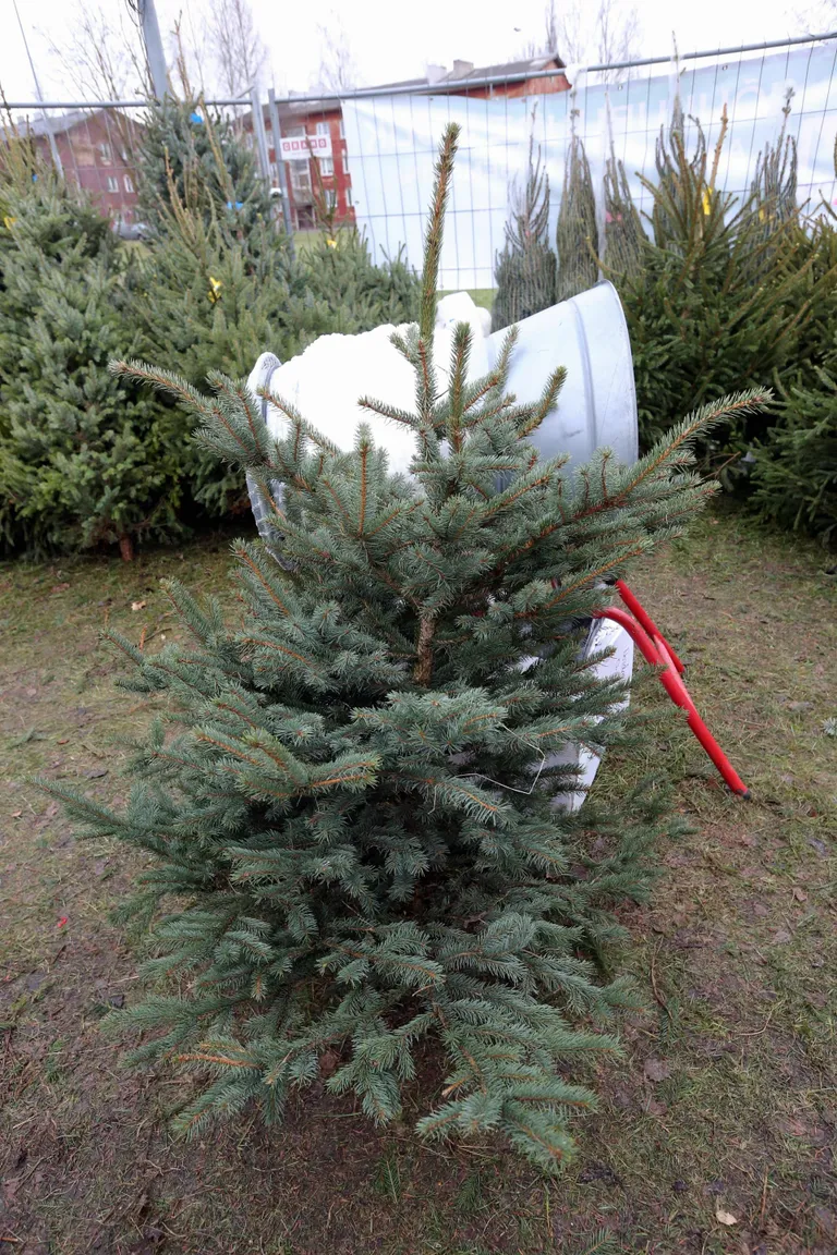 Torkav ehk hõbekuusk.