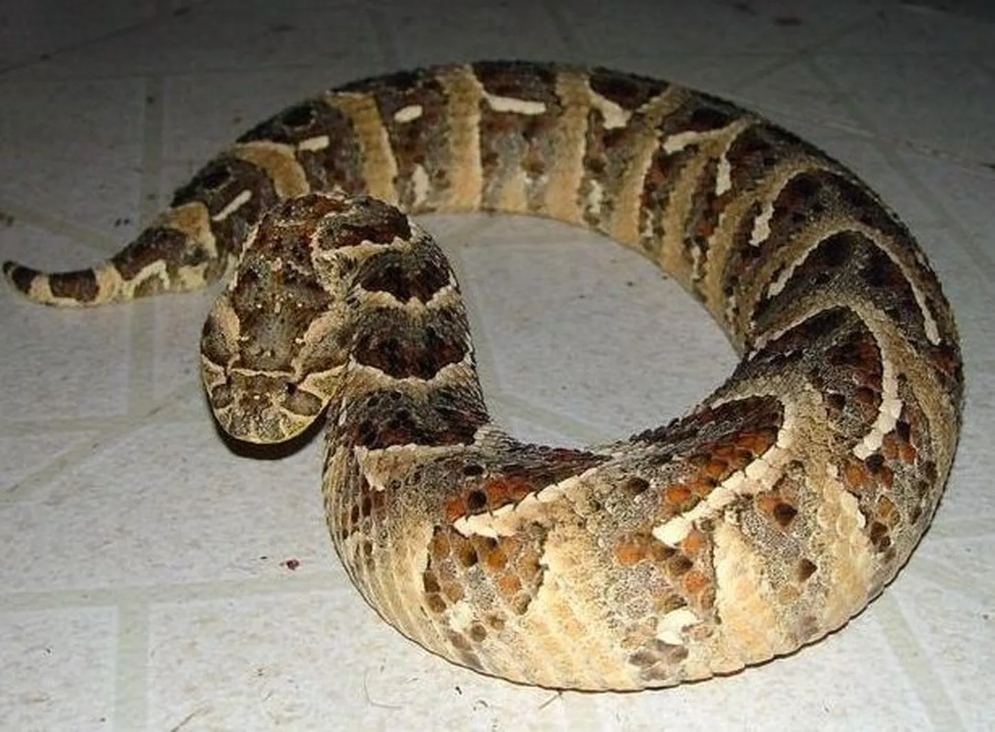 Bitis arietans rästik