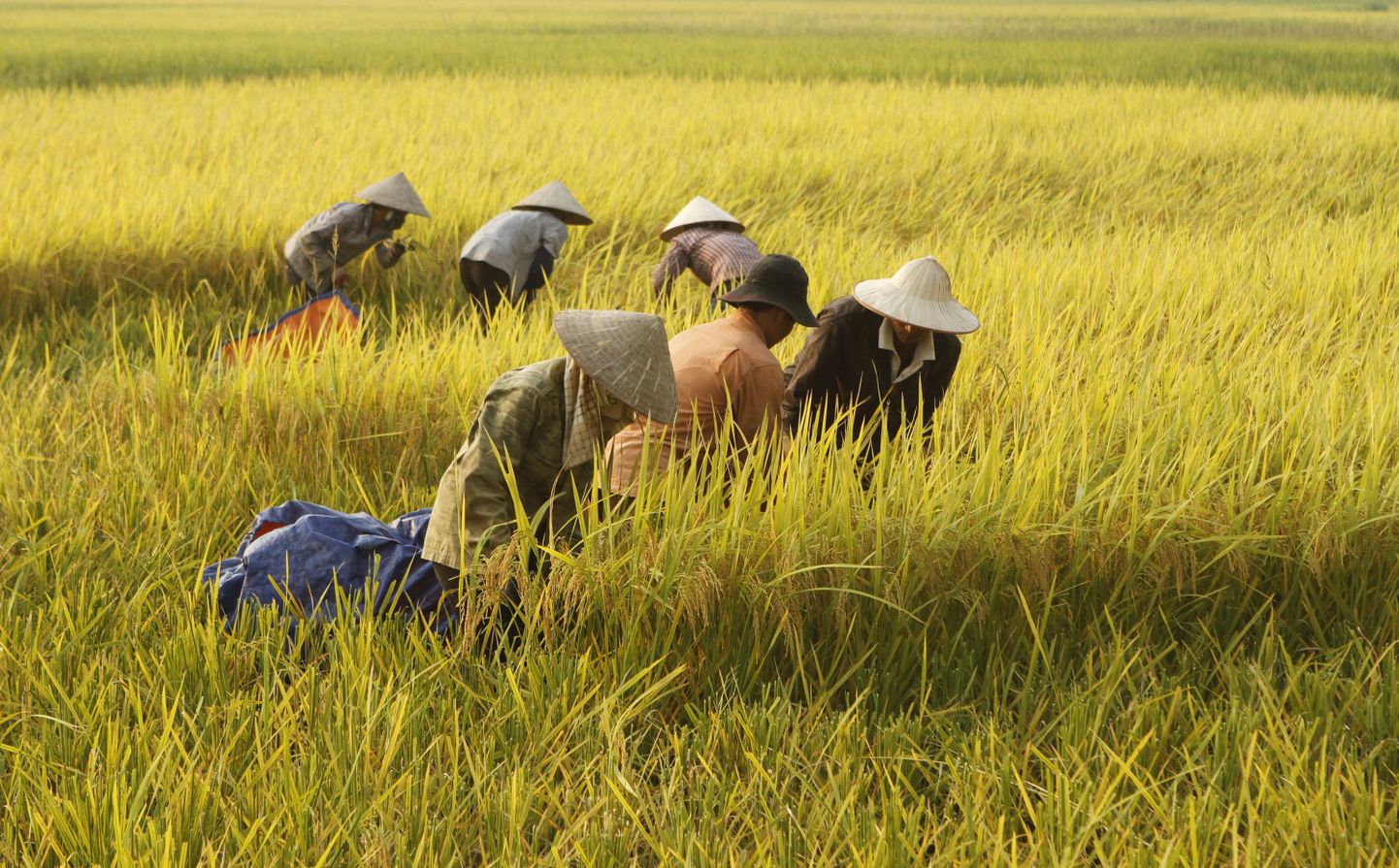 Vietnami riisipõld.