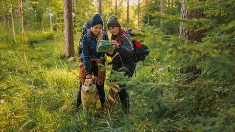 В Эстонии отмечается День леса