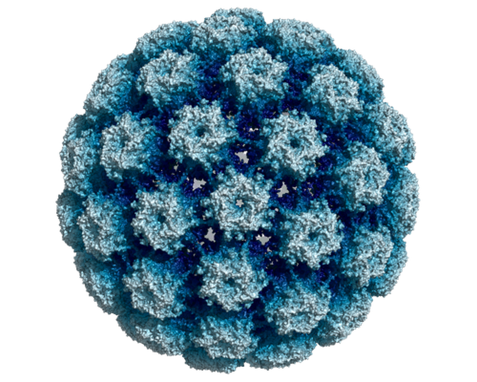 HPV tüüp 16 
