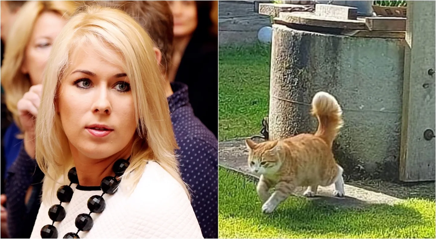 Raksta foto