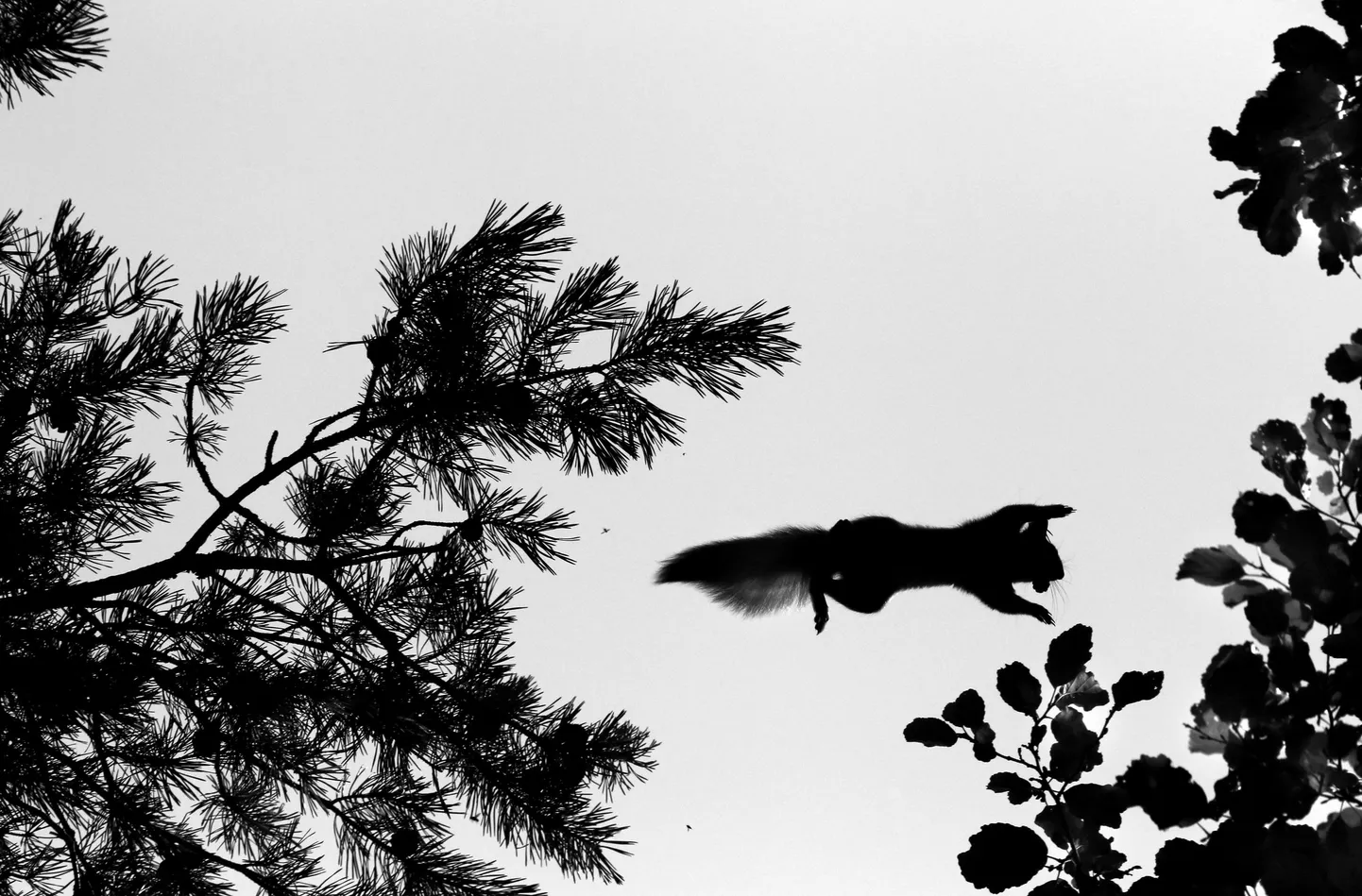 2021. aastal võitis fotokonkursi Enel Lepiku „Pähklipureja lend“.