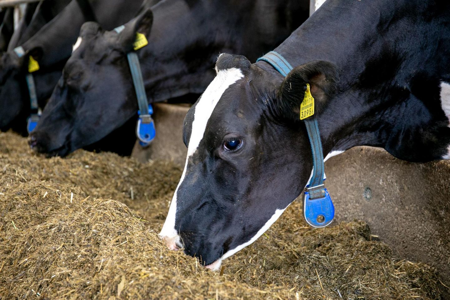 Põllumajandusgrupp Agron Halduse ostab piimatootja Vändra OÜ enamusosaluse.