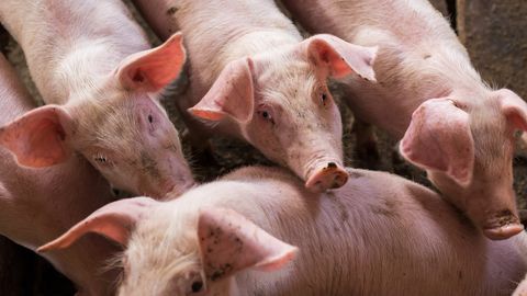 Igaunijas lielākajā cūku fermā konstatēts ĀCM uzliesmojums