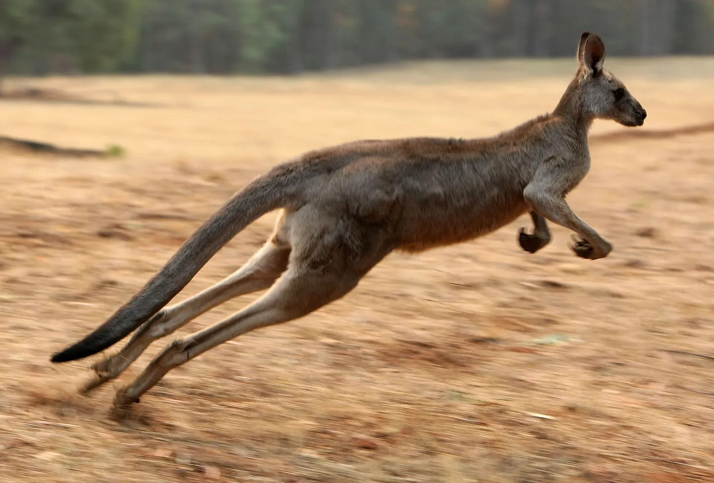 Austraalias on populaarne olla kangatarian