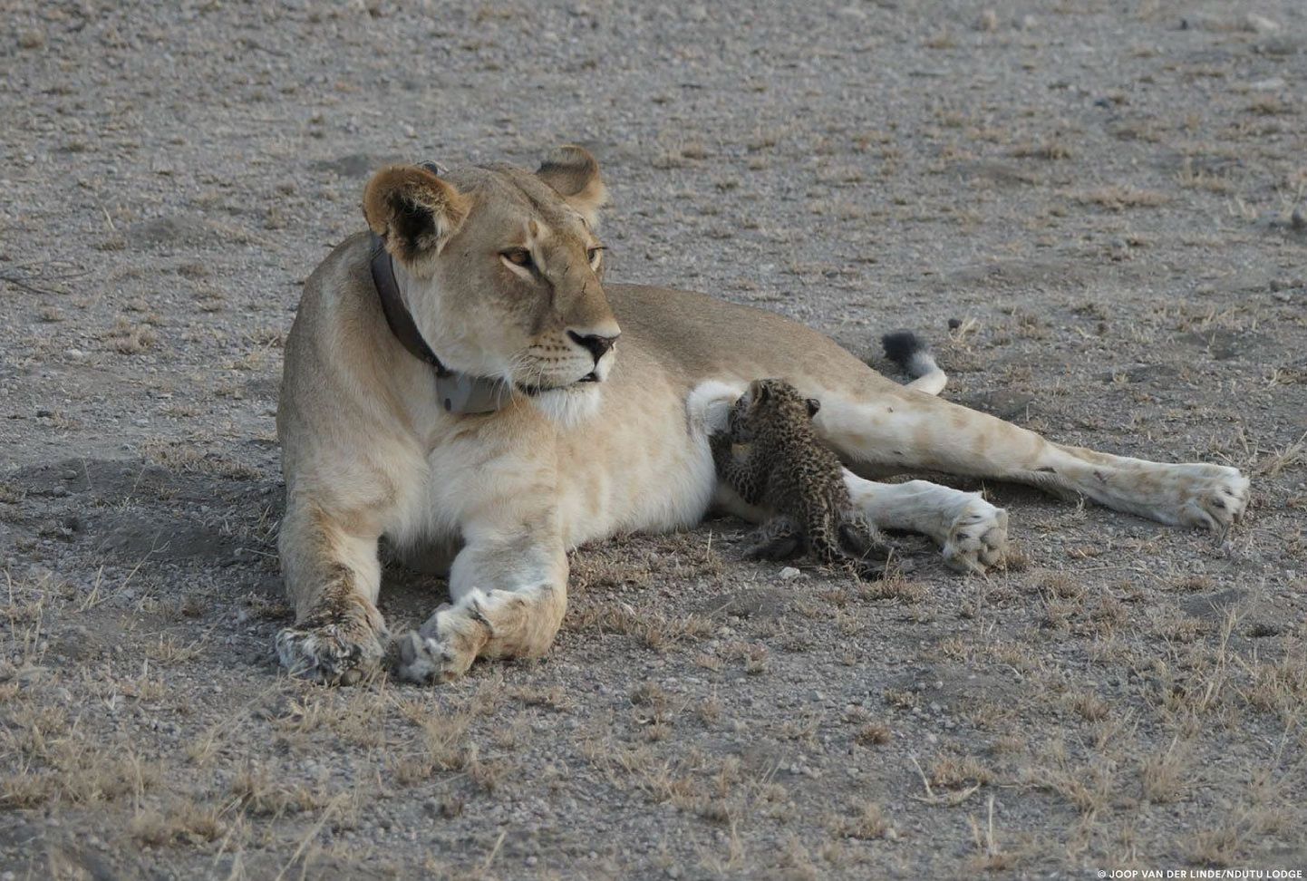 Teadlased peavad lõvi puhul leopardikutsika eest hoolitsemist imeks.