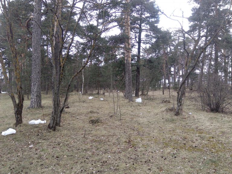 Pärnu Raeküla metsa Liivi tee ja Riia maantee vahelisele alale on tekkinud kümned pakendid ja kilekotid.