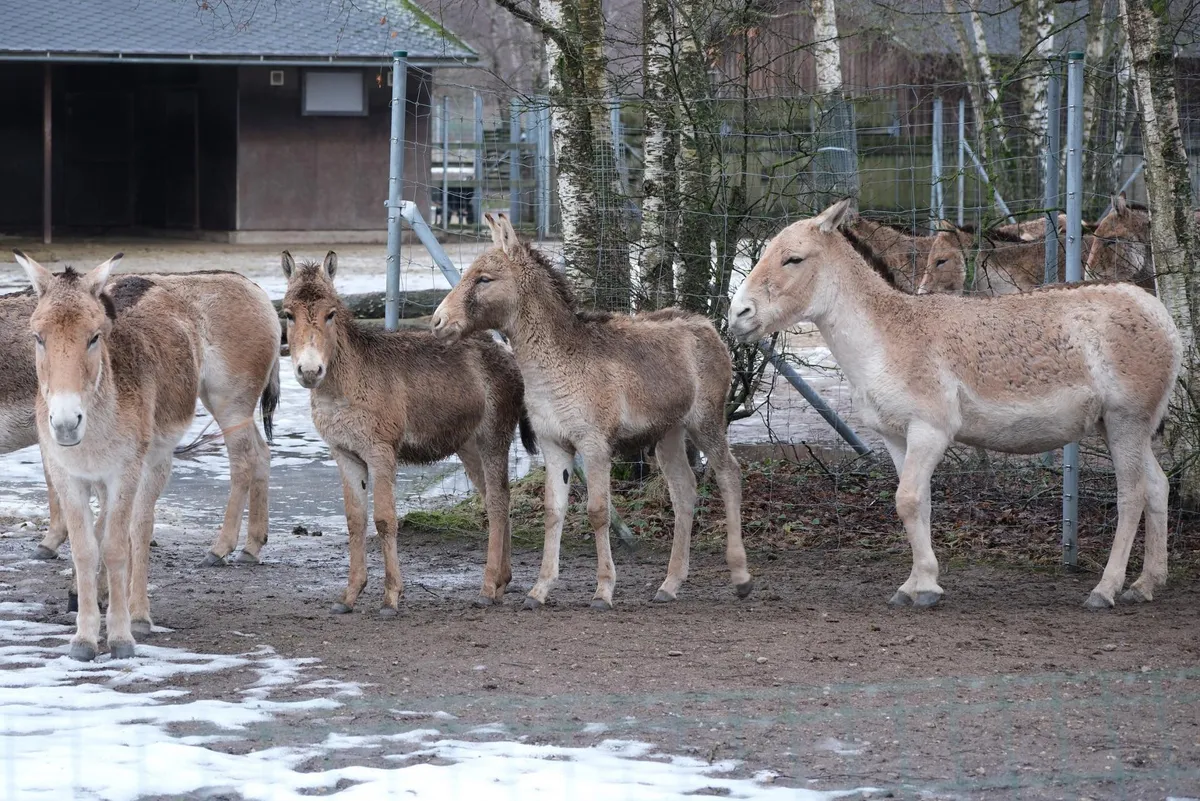 Kulaanid aedikus, kust lumi on valdavalt ära sulanud.