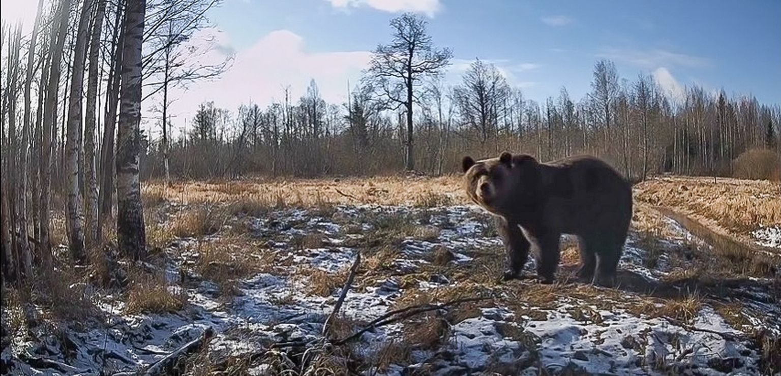 Скриншот с алутагузеской медвежьей камеры.