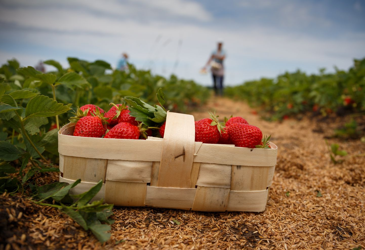Õmblusnõelad maasikates külvasid Austraalias hirmu maasikahooaja tipphetkel.